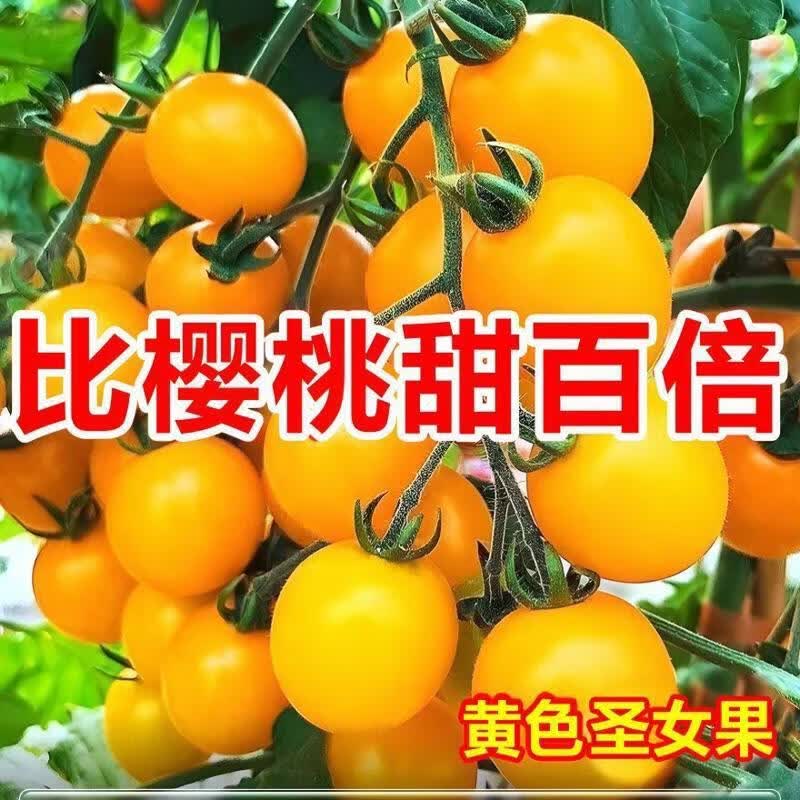 黄圣女果番茄种子超甜黄珍珠樱桃小番茄种籽脆甜多汁番茄种子