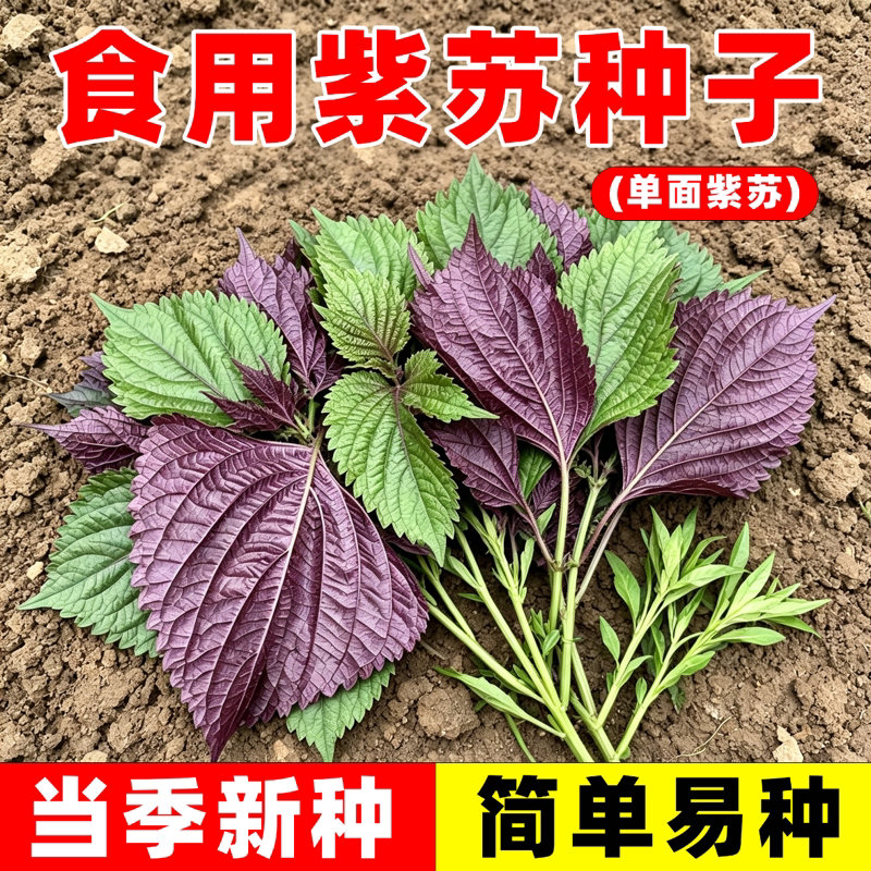 今年正宗大叶紫苏种子籽可食用苏子叶耐寒抗病四季阳台庭院蔬菜籽