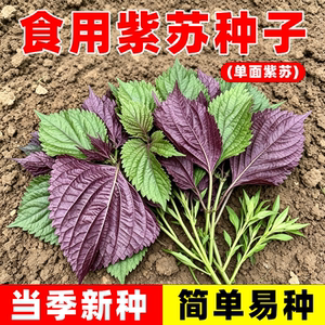 今年正宗大叶紫苏种子籽可食用苏子叶耐寒抗病四季阳台庭院蔬菜籽