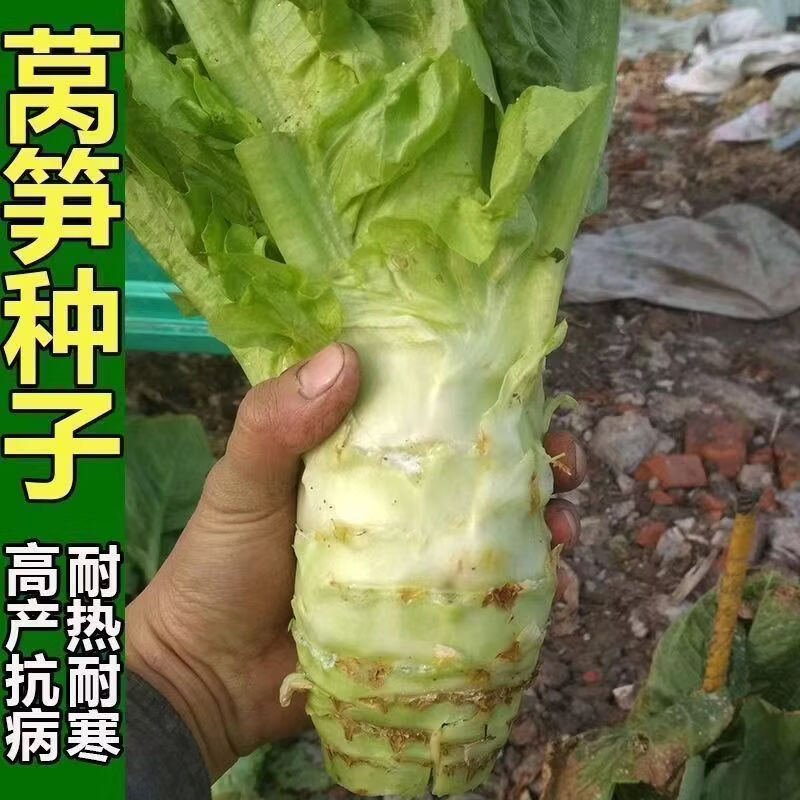大头莴笋种子高产耐寒白皮绿肉莴苣四季春秋冬蔬菜种子
