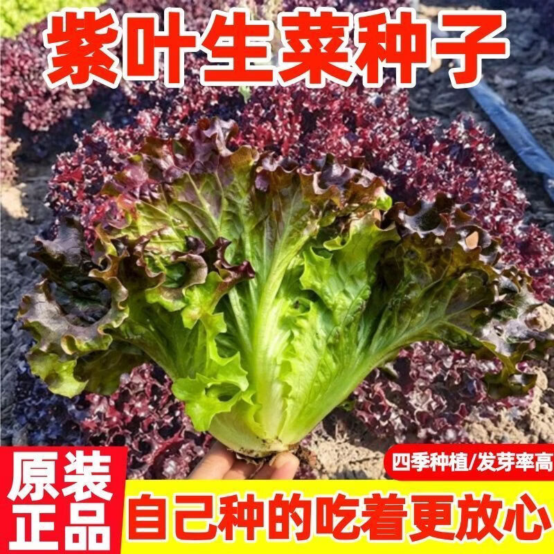 紫叶生菜种子阳台均可种植四季南北方农家菜园生菜蔬菜种子