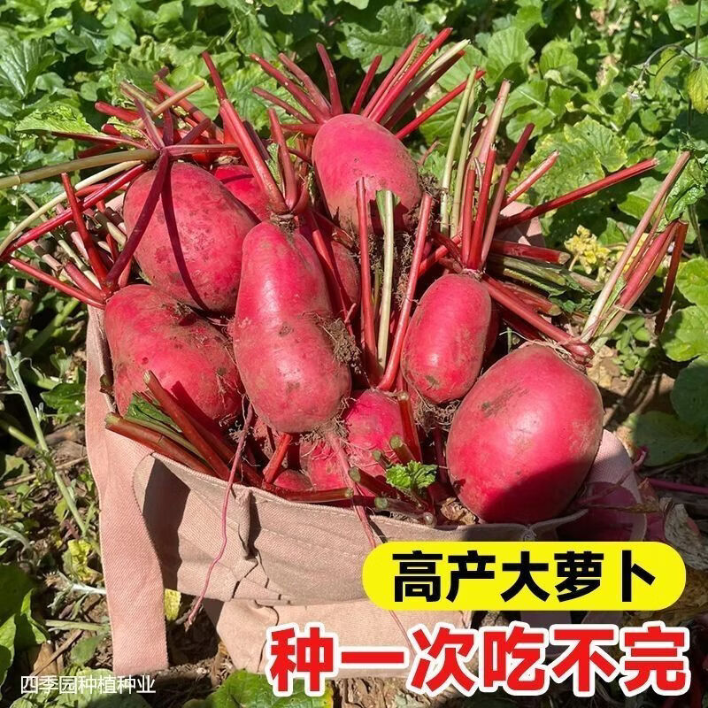新种红皮白肉萝卜种籽大红袍萝卜种子大红萝卜种籽速生蔬菜萝卜种