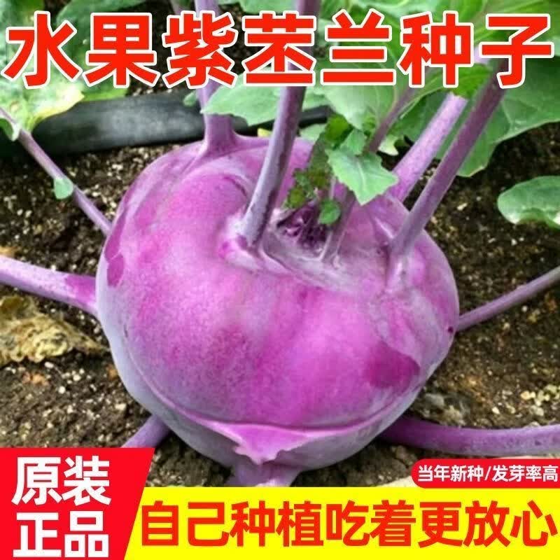 水果苤蓝种子紫苤兰球茎苤菜天津青苤蓝大头菜薄皮生吃脆嫩芥兰头