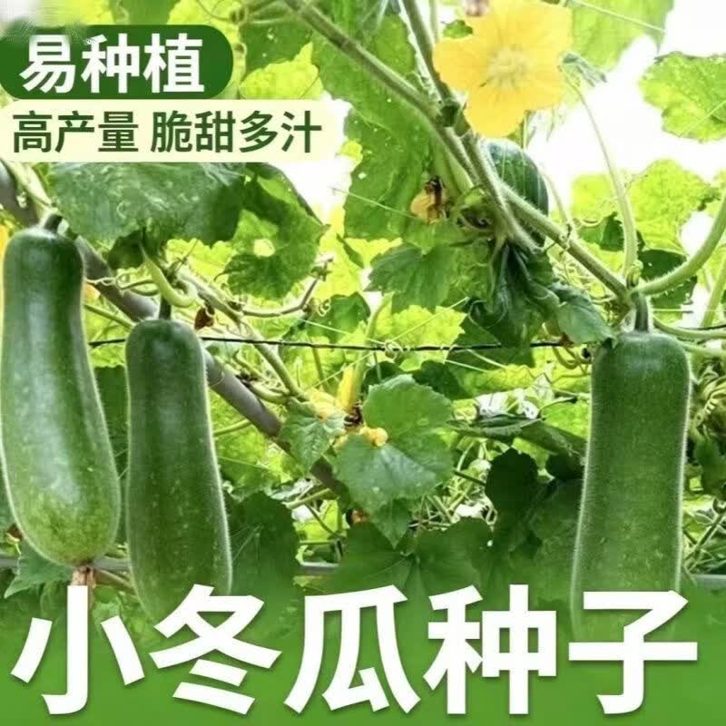 小节瓜小冬瓜种子阳台庭院爬藤节瓜种孑早熟春秋四季高产蔬菜种籽