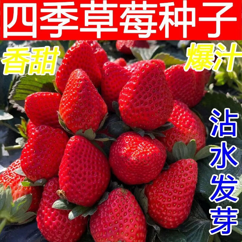 高产奶油草莓种子香甜爆汁草莓种子果大饱满四季结果水果种子易种