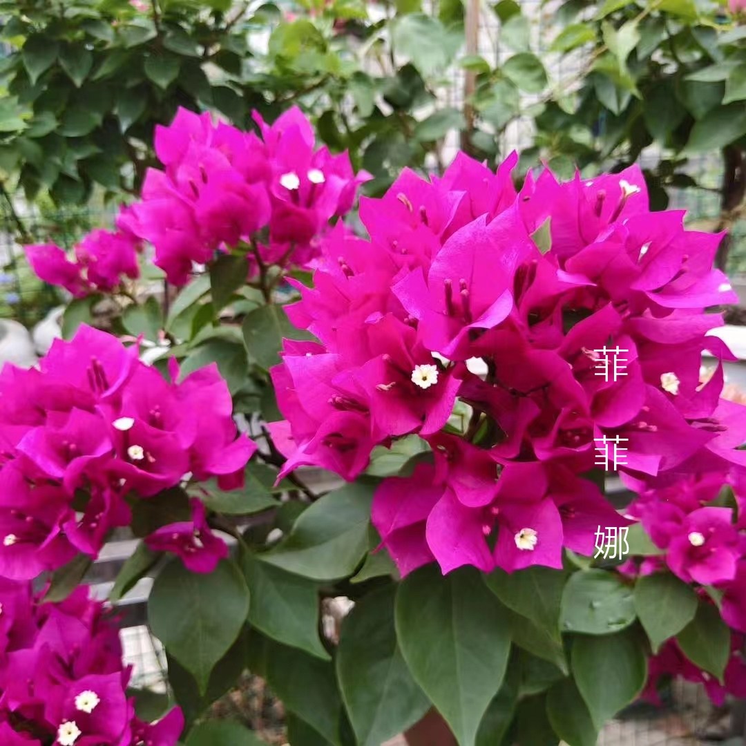 三角梅  菲菲娜紫 维拉紫  原盆栽种带盆扦插小苗 阳台