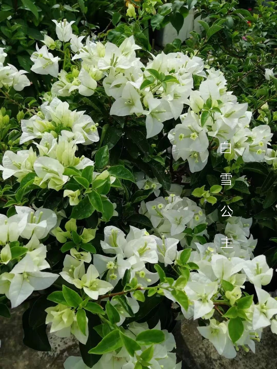 三角梅  白雪公主  带盆栽好  勤花  庭院  攀爬