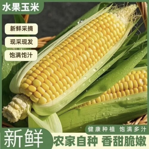 【整箱9斤】现摘水果甜玉米新鲜超甜可生吃爆浆黄金水果玉米带皮
