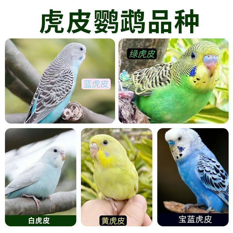 虎皮鹦鹉活体观赏多色可选合法