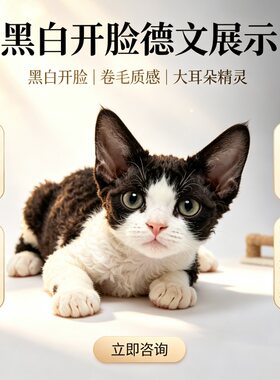 纯种德文卷毛猫幼猫健康认证