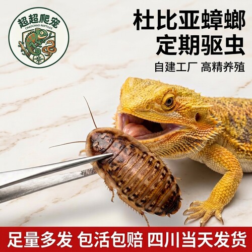 杜比亚蟑螂活体爬虫品质活体饲料
