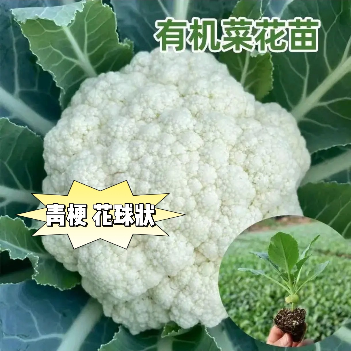 青梗有机松花菜苗种籽西兰花苗春秋季四季有机蔬菜苗