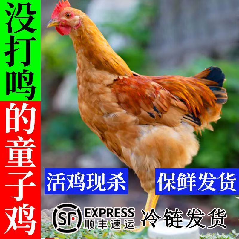 安徽铜陵农家散养现杀整鸡