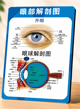 眼部解剖图装饰画眼科诊所医学科普挂画眼球结构讲解展示画