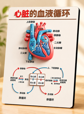 心脏血液循环知识展示画框生物教学科普书桌装饰摆台