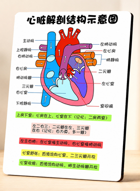心脏解剖结构科普店用展示摆件