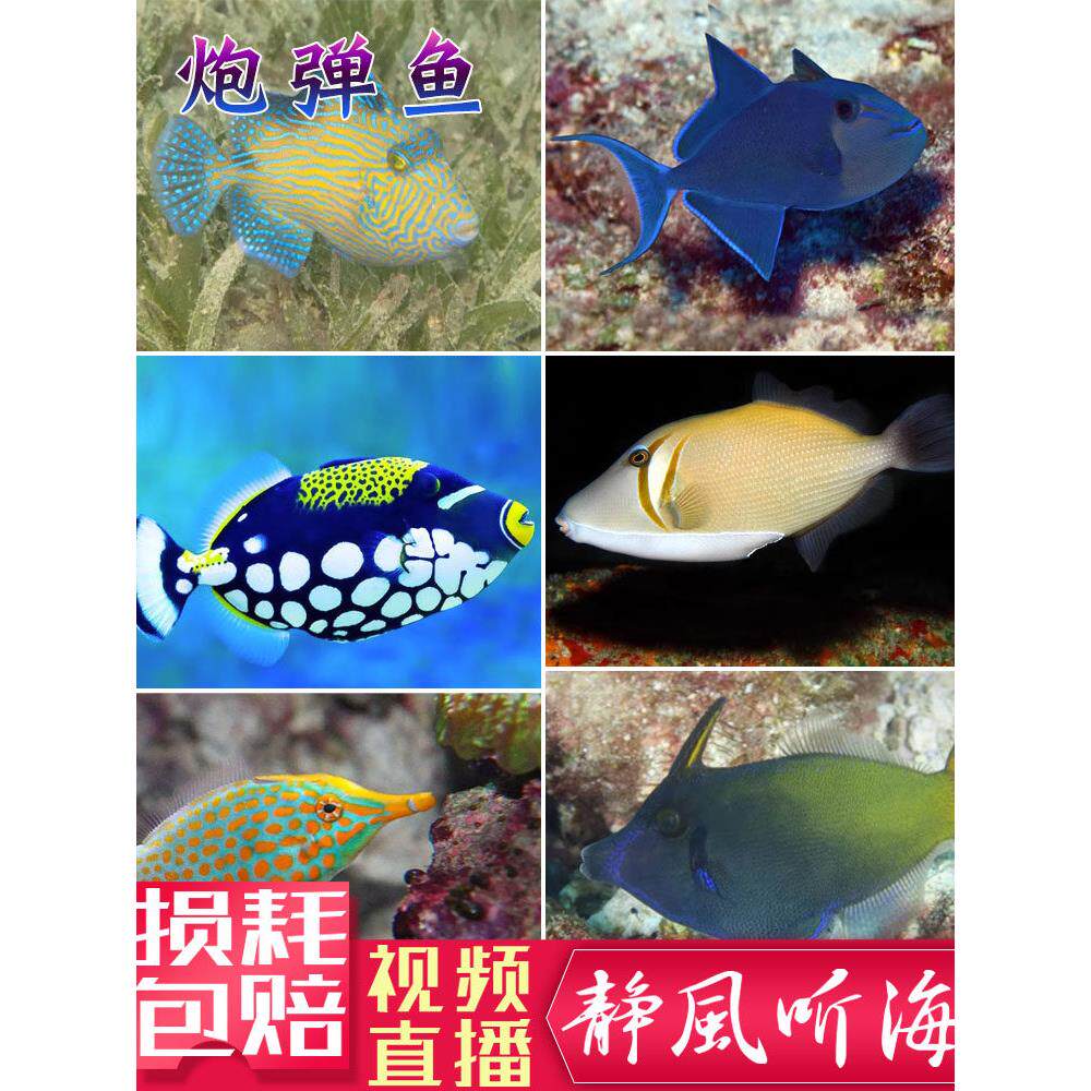 小丑鸳鸯魔鬼海水鱼生物黑肚蓝面红尾炮弹观赏鱼活体宠物静风听海