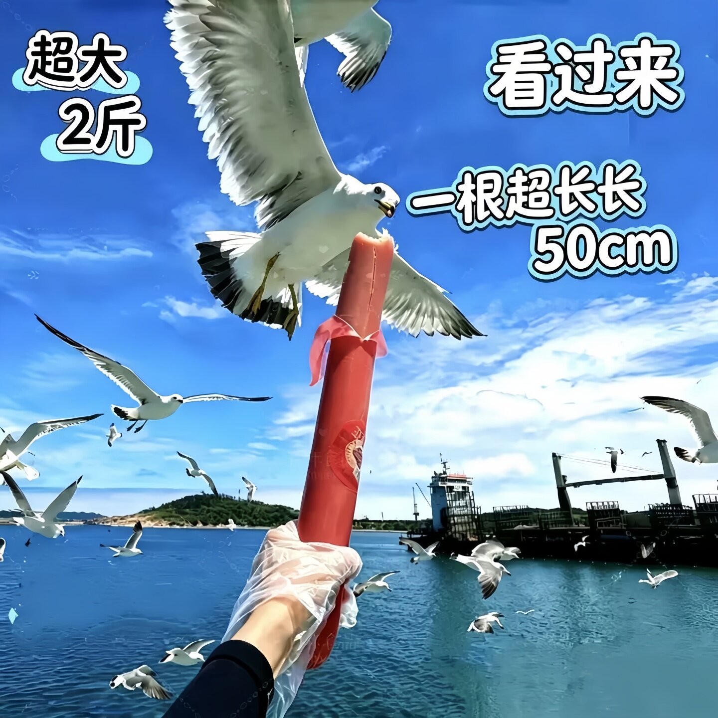喂海鸥的超大火腿肠特大号