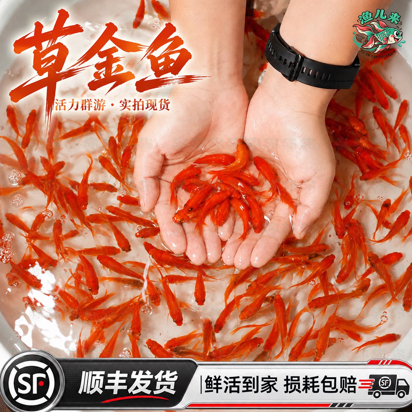 顺丰草金鱼活鱼小型淡水耐活冷水鱼锦鲤鱼苗观赏鱼闯缸金鱼红草金