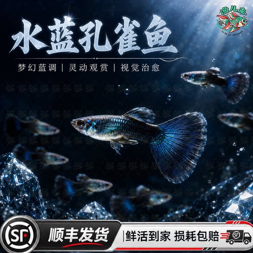 顺丰包邮冰蓝孔雀鱼活鱼纯种大尾巴凤尾鱼热带观赏鱼小型好养耐活