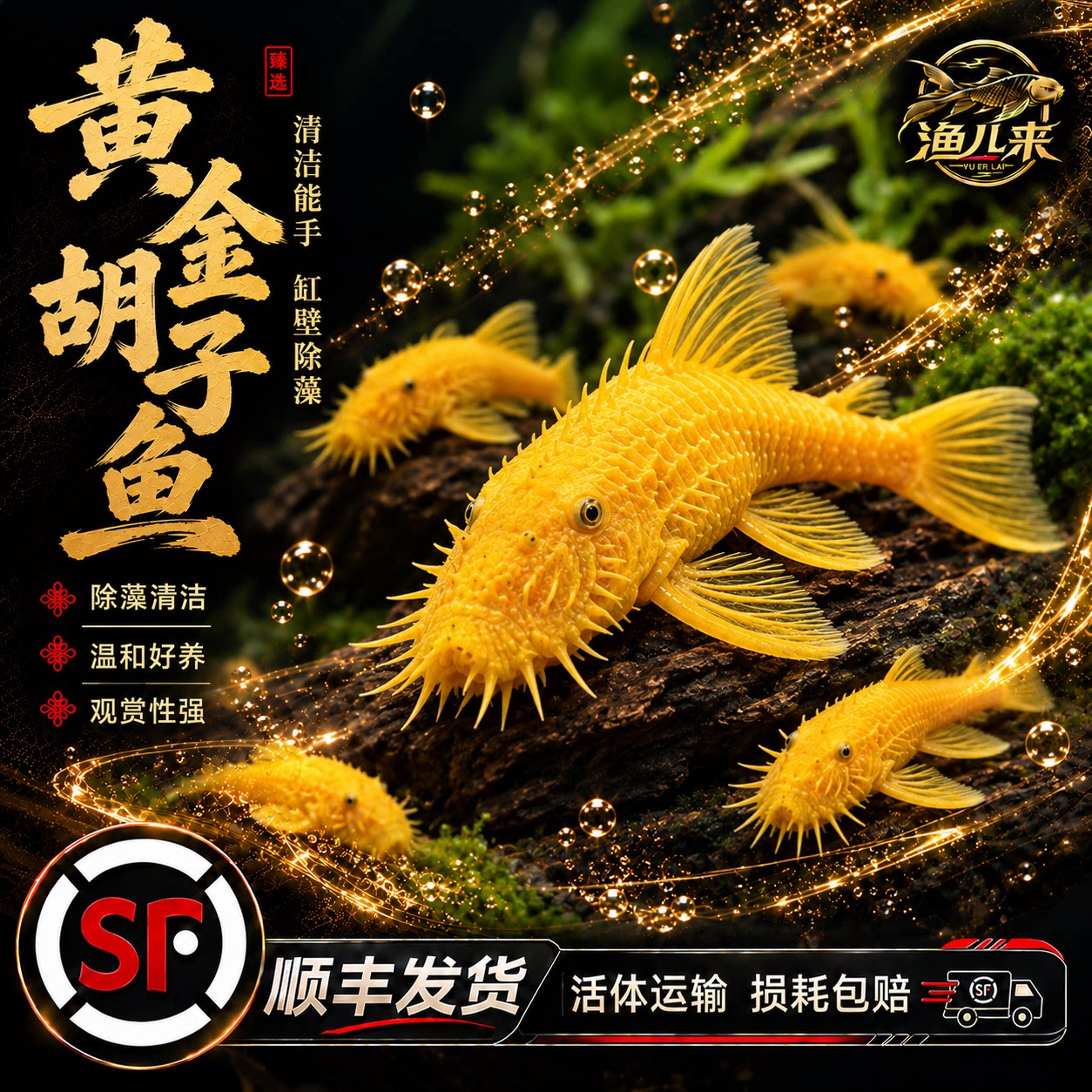 顺丰黄金胡子鱼清缸除藻工具鱼小鱼