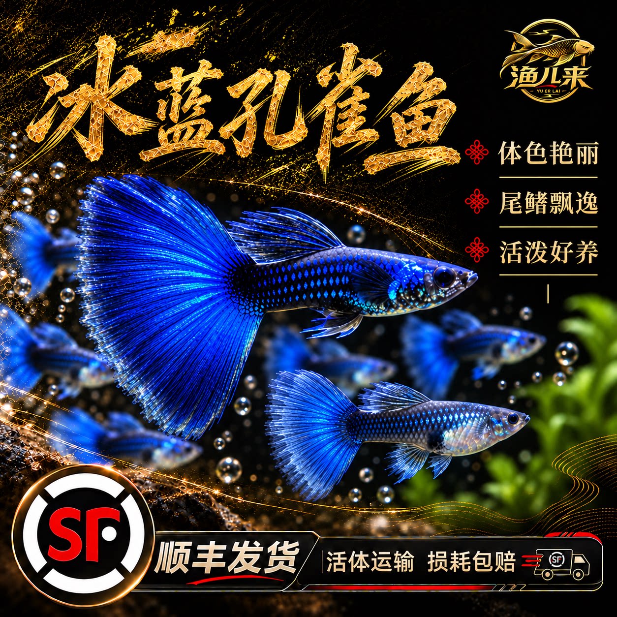 顺丰包邮冰蓝孔雀鱼活鱼纯种大尾巴凤尾鱼热带观赏鱼小型好养耐活图片
