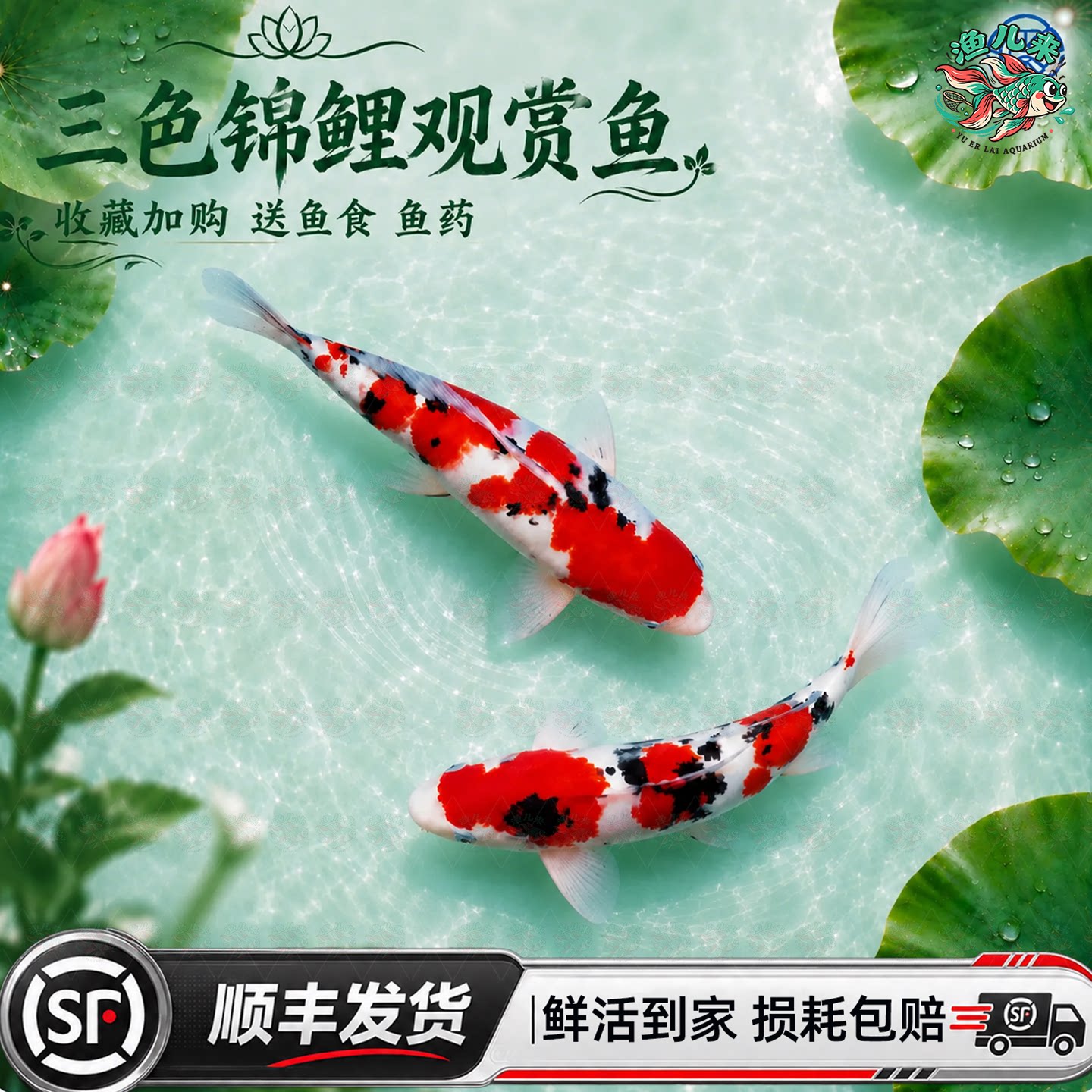精品锦鲤活鱼纯种观赏鱼红白大正三色鲤鱼金鱼招财冷水淡水耐活图片