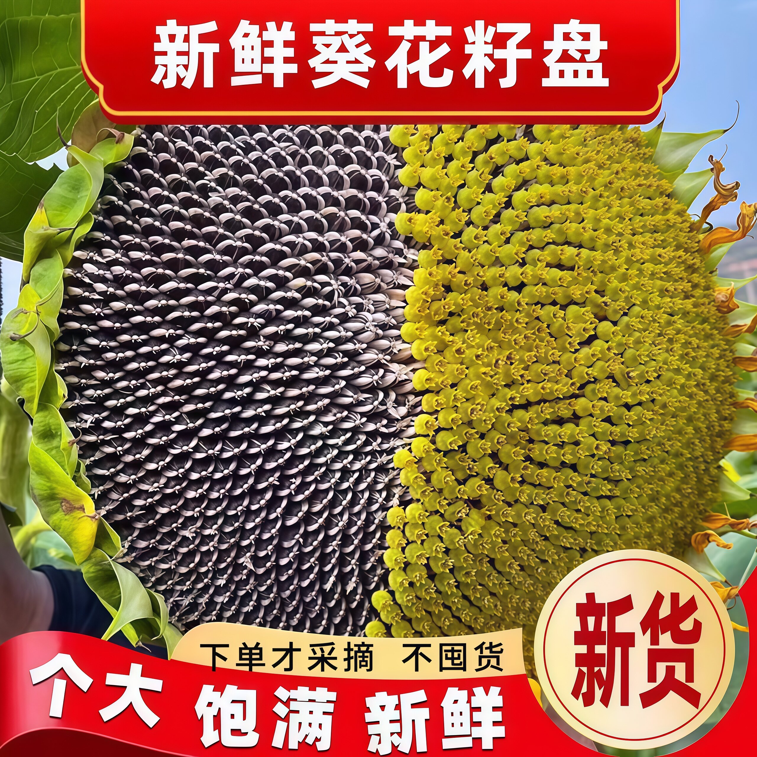 2026新鲜向日葵花盘带瓜子整盘
