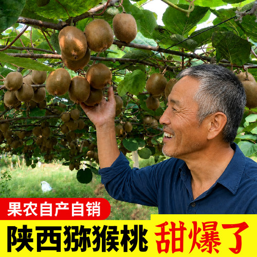 可可陕西绿心猕猴桃当季新鲜水果香甜多汁孕妇可食奇异果