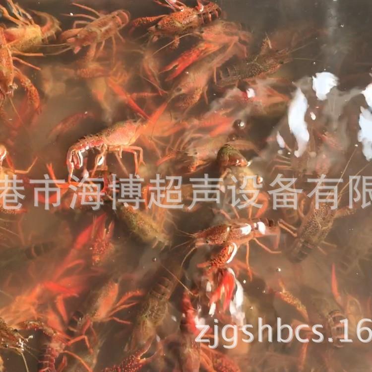 苏州张家港水产品超声波小龙虾清洗机,海鲜贝壳超声波清洗机