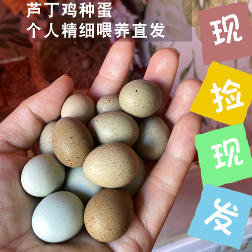 芦丁鸡受精蛋孵化种蛋阳台迷你网红宠物观赏鸡德系瓦灰纯白礼服