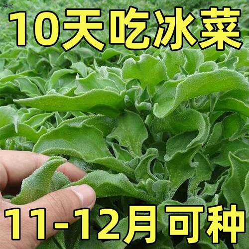 水晶冰菜种子四季易种耐