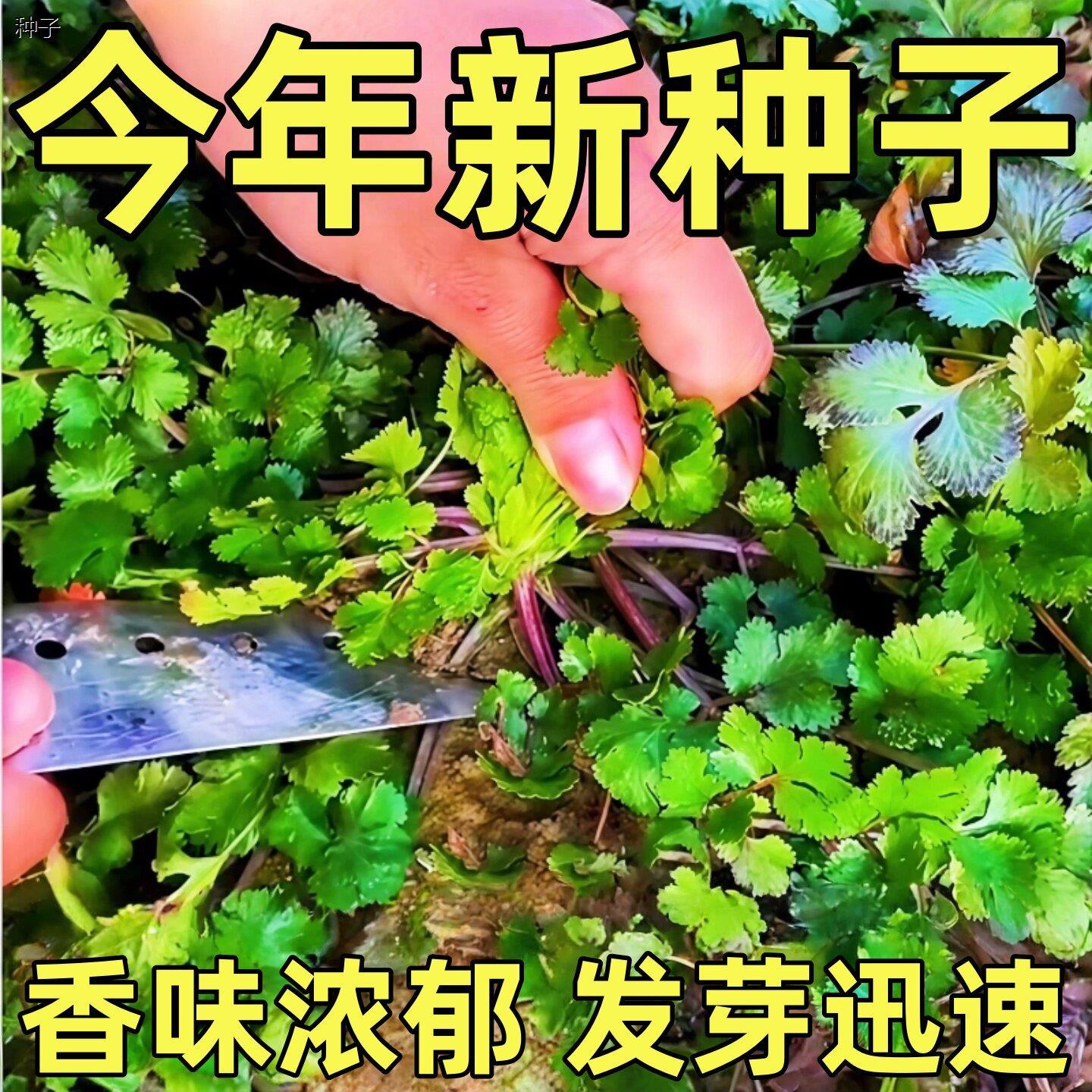 老品种紫根香菜矮杆趴地香菜种子小叶浓香型88vip2元好物包邮0.01