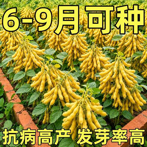 六月特大粒黄豆种大全高
