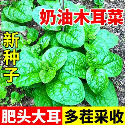 四季大叶木耳菜种子肉厚