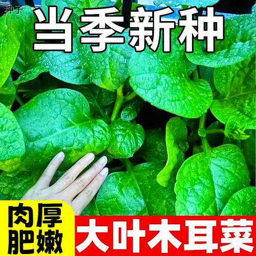 四季大叶木耳菜种子肉厚