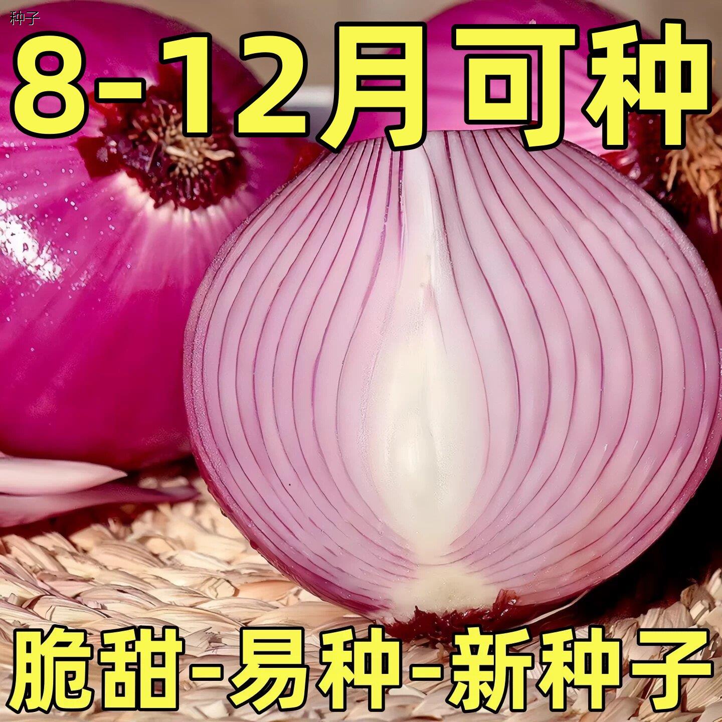 紫皮洋葱种种子秧苗红皮特大圆葱耐寒阳台盆88vip2元好物包邮0.01