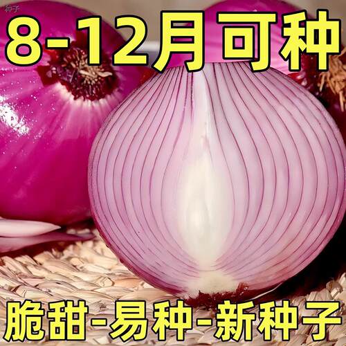 紫皮洋葱种种子秧苗红皮