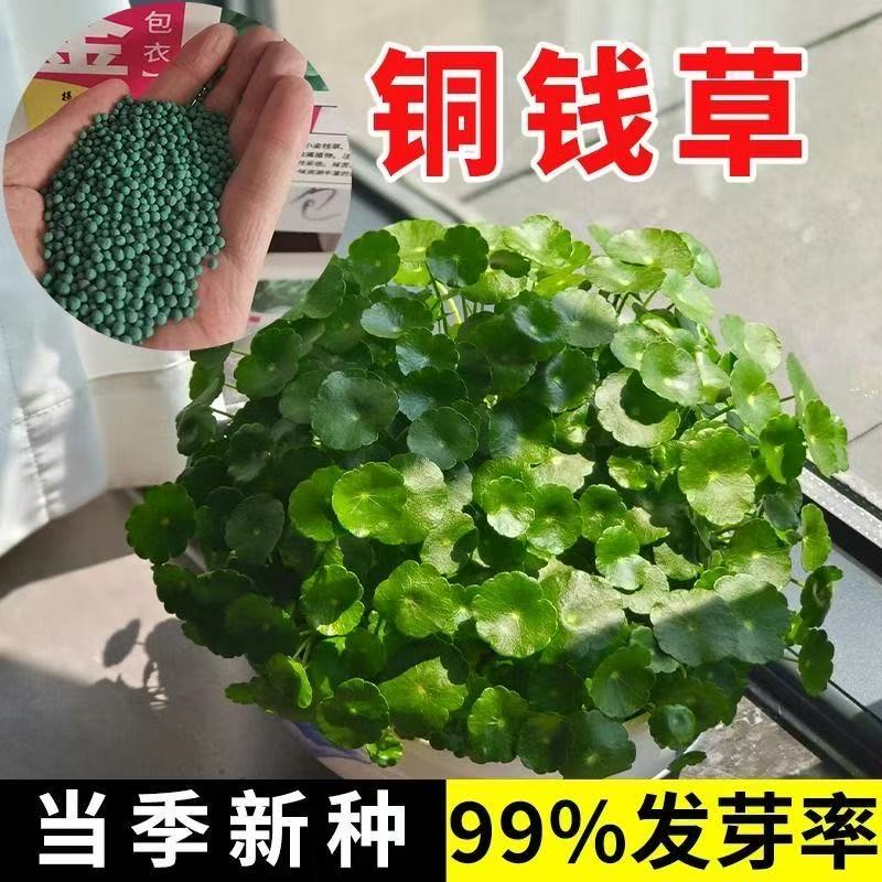 铜钱金钱草种子水养种籽图片