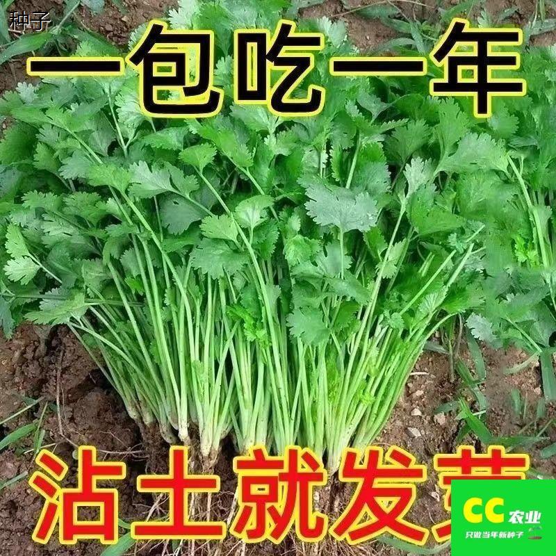 四季小香菜种子+籽种花卉盆栽室内种植庭院88vip2元好物包邮0.01
