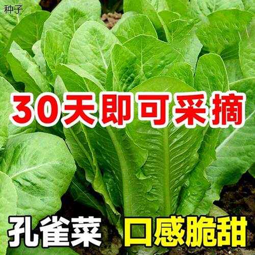 孔雀菜好吃脆甜生长速度