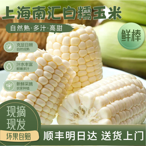 上海南汇白糯玉米新鲜玉米带壳