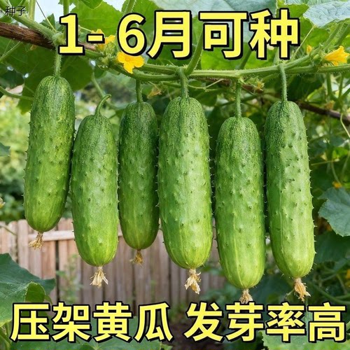 压趴架水果黄瓜种子小地栽春阳