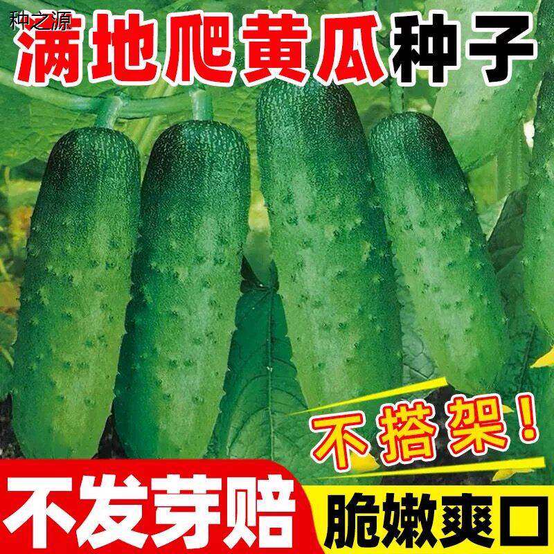 满地爬旱黄瓜籽种水果蔬菜种籽黄瓜青瓜秧苗四季2元好物包邮0.01