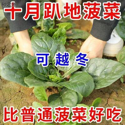 十月趴地菠菜种子快生菜