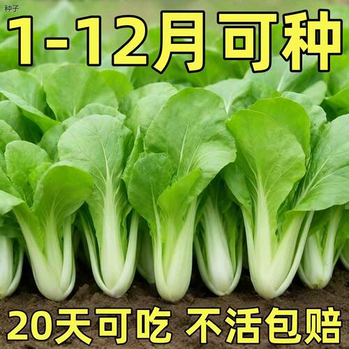 四季速生小白菜种子蔬籽