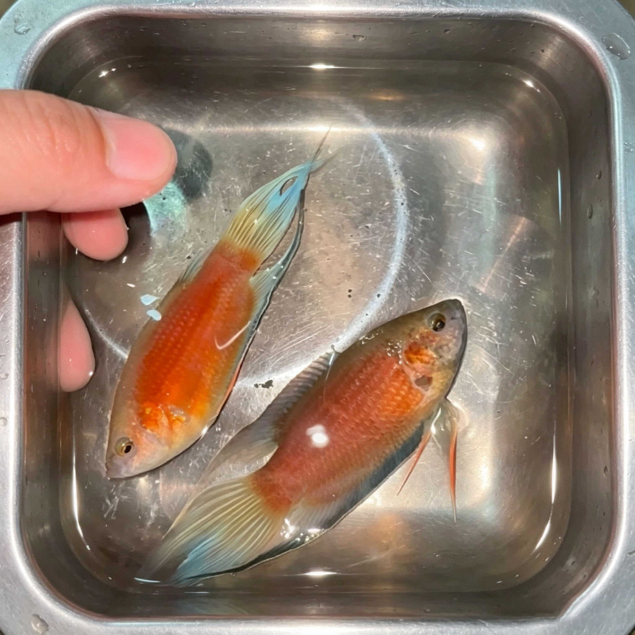 斗鱼澳火冷水好养免打氧活体