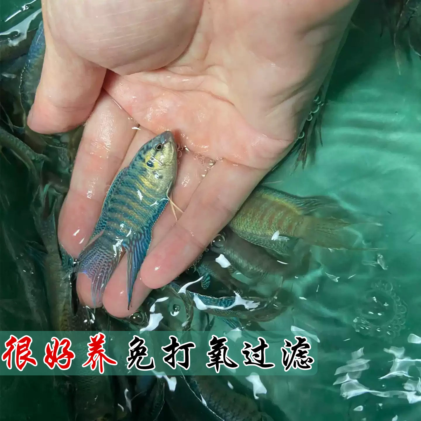 群养免打氧过滤好养斗鱼活体