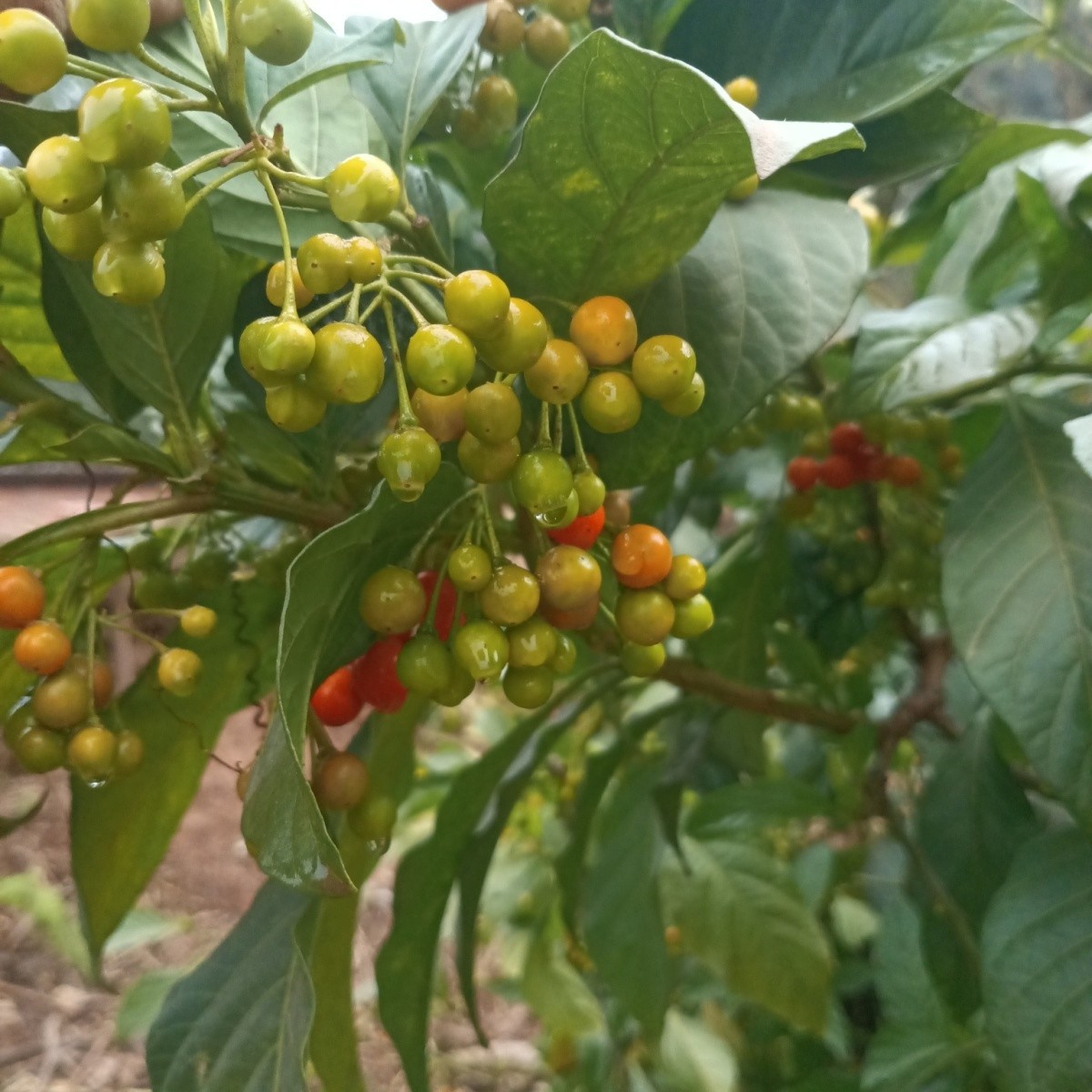 理肺散嫩枝叶苦溜溜旋花茄百俩金