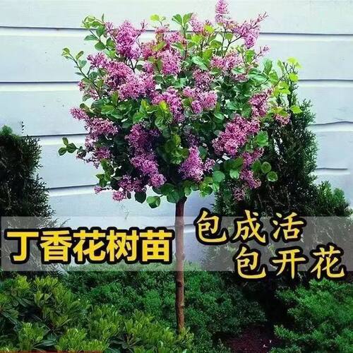 丁香花树苗耐寒热庭院四季
